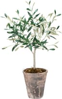 Flora oliventre