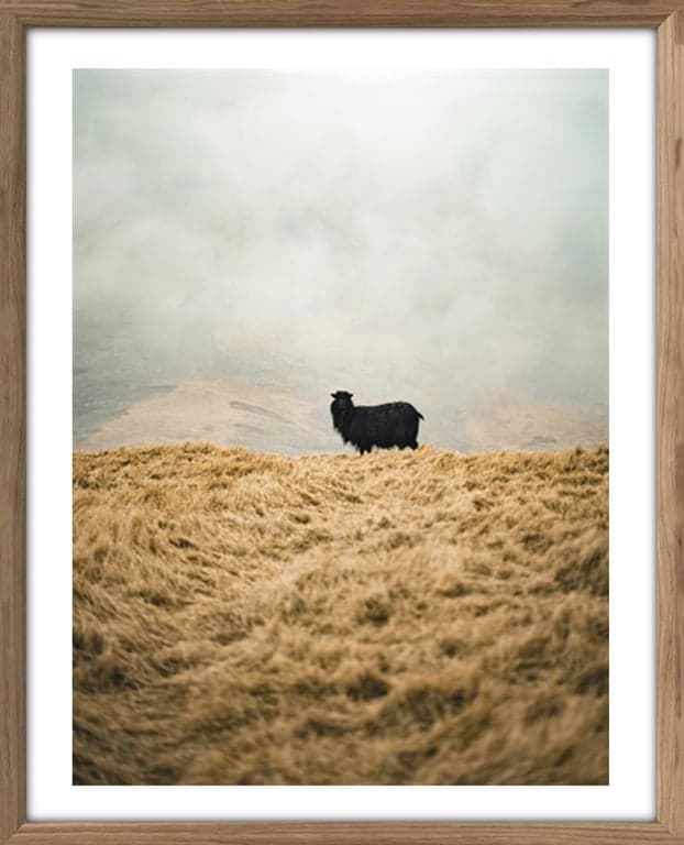 $Bilde av Bilde Sheep Solo (40 x 50 cm, m/smal ramme, rustikk eikefarget)
