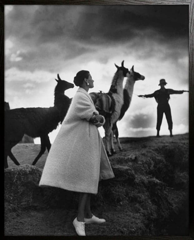 $Bilde av Bilde Models with Llamas (80 x 100 cm, m/dyp svart treramme)