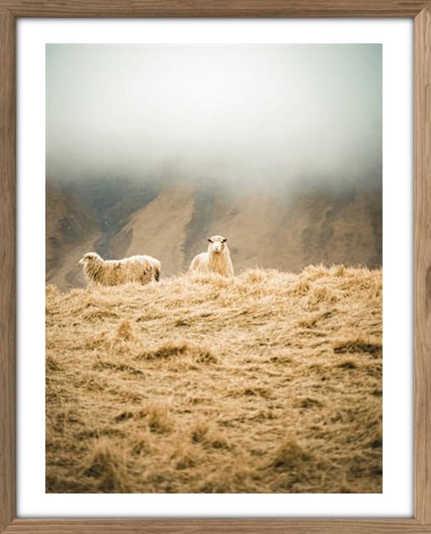 $Bilde av Bilde Sheep Duet (40 x 50 cm, m/smal ramme, rustikk eikefarget)